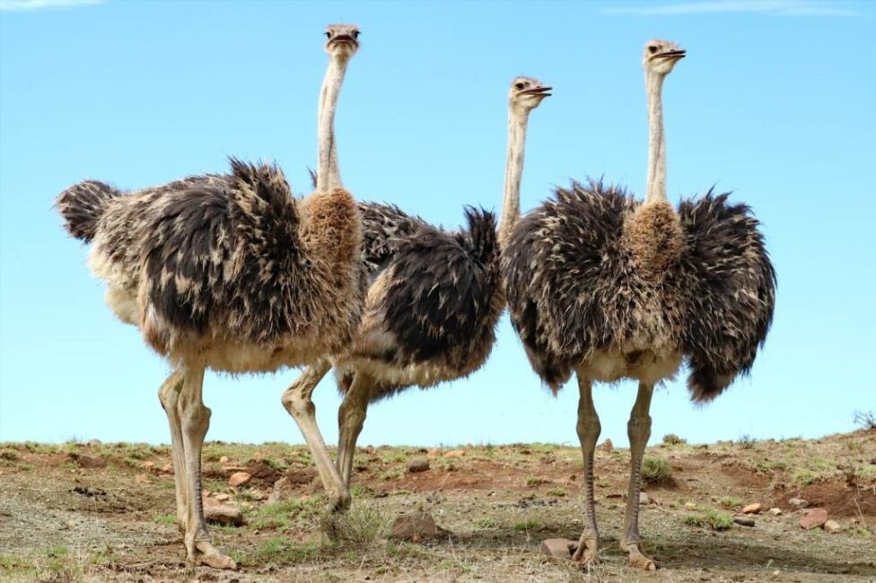 Sklep z strusimi jajami