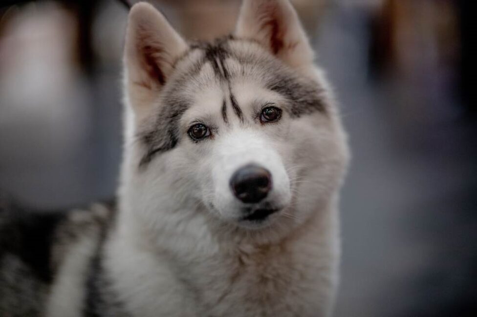 Wpływ środowiska na nawyki picia psa